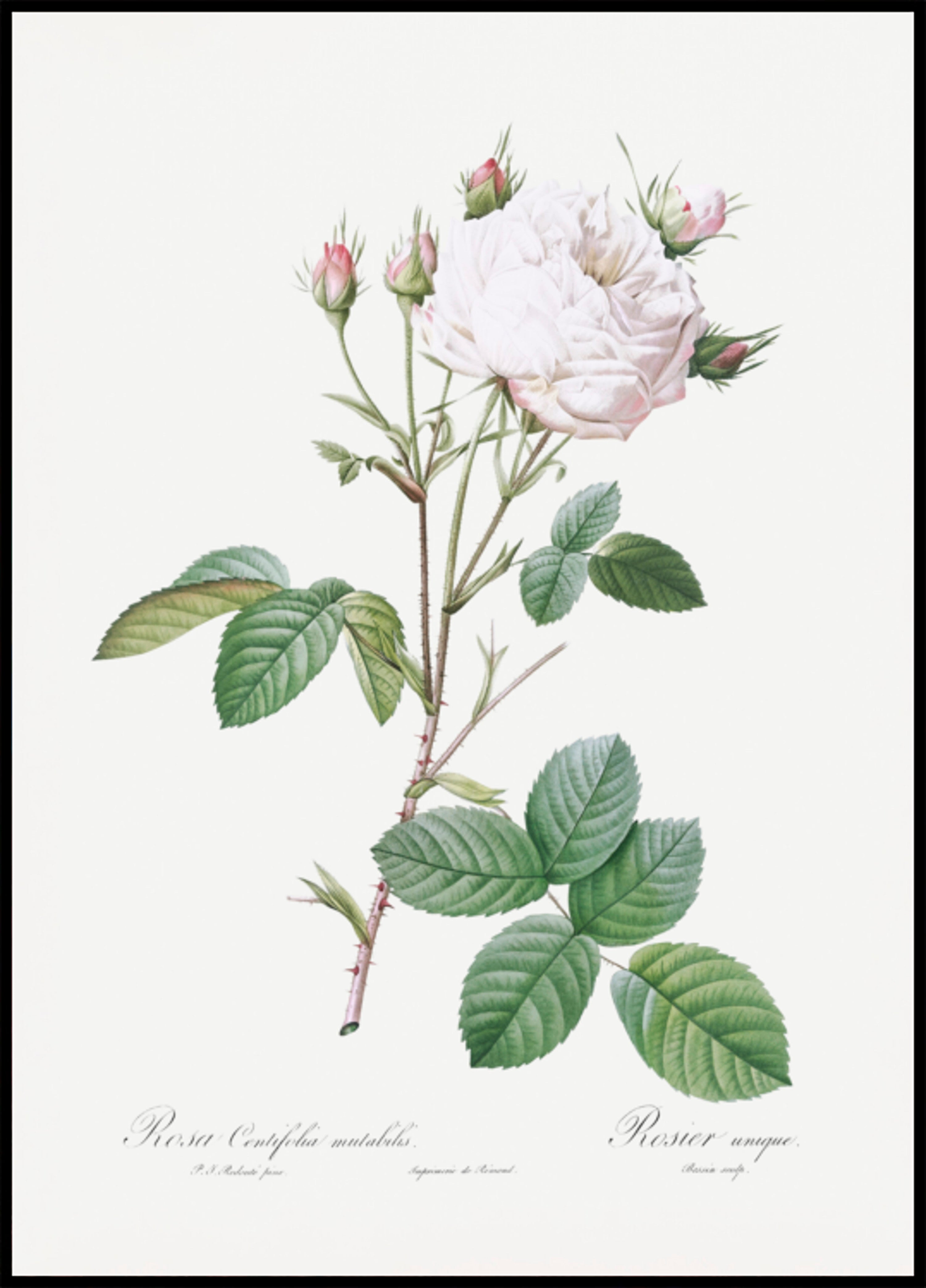 Rosa cavolo bianca Provenza, Les Roses (1817–1824)