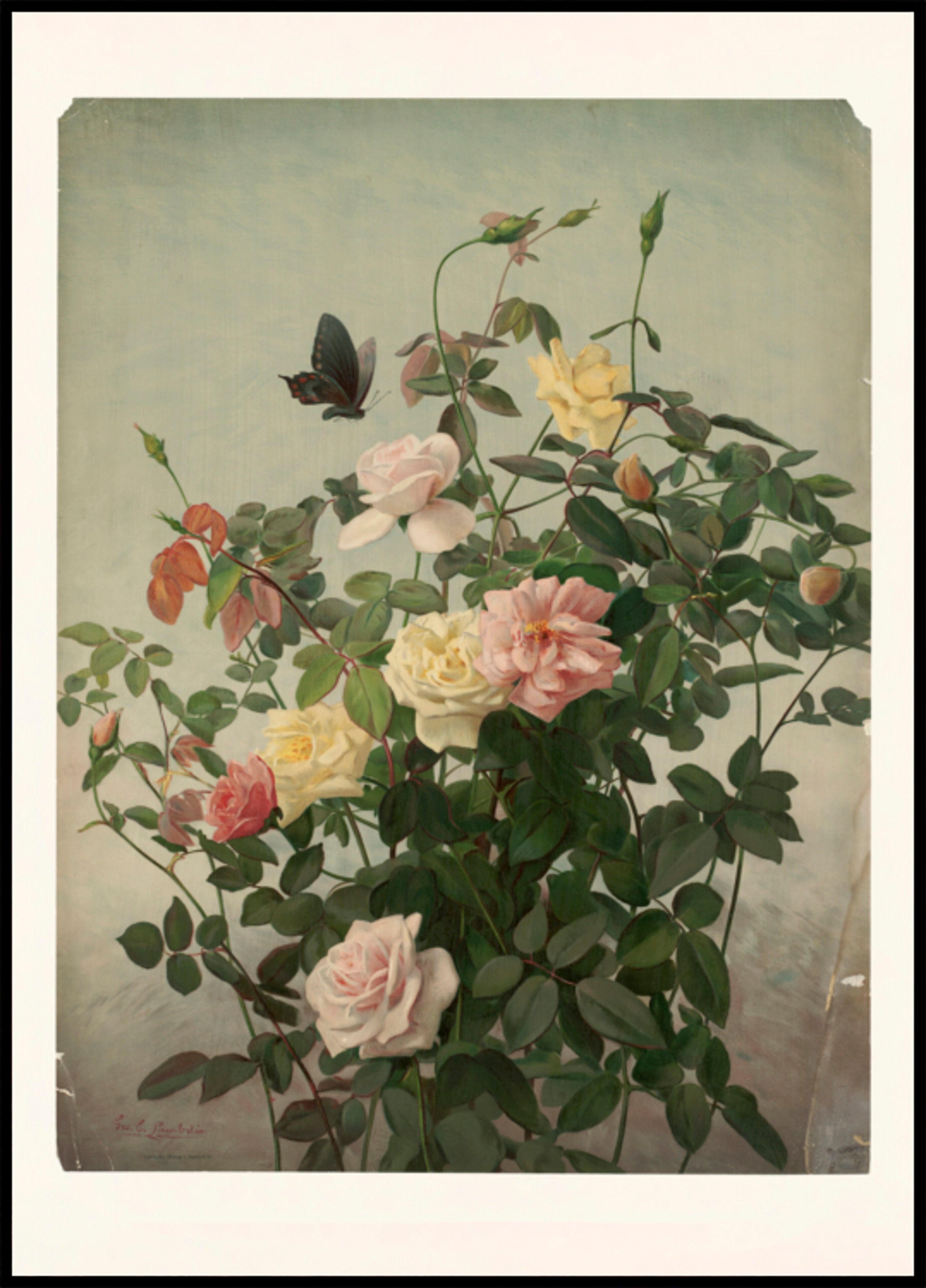 Rose