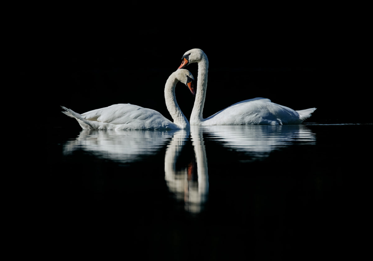 Riflessione romantica del cigno