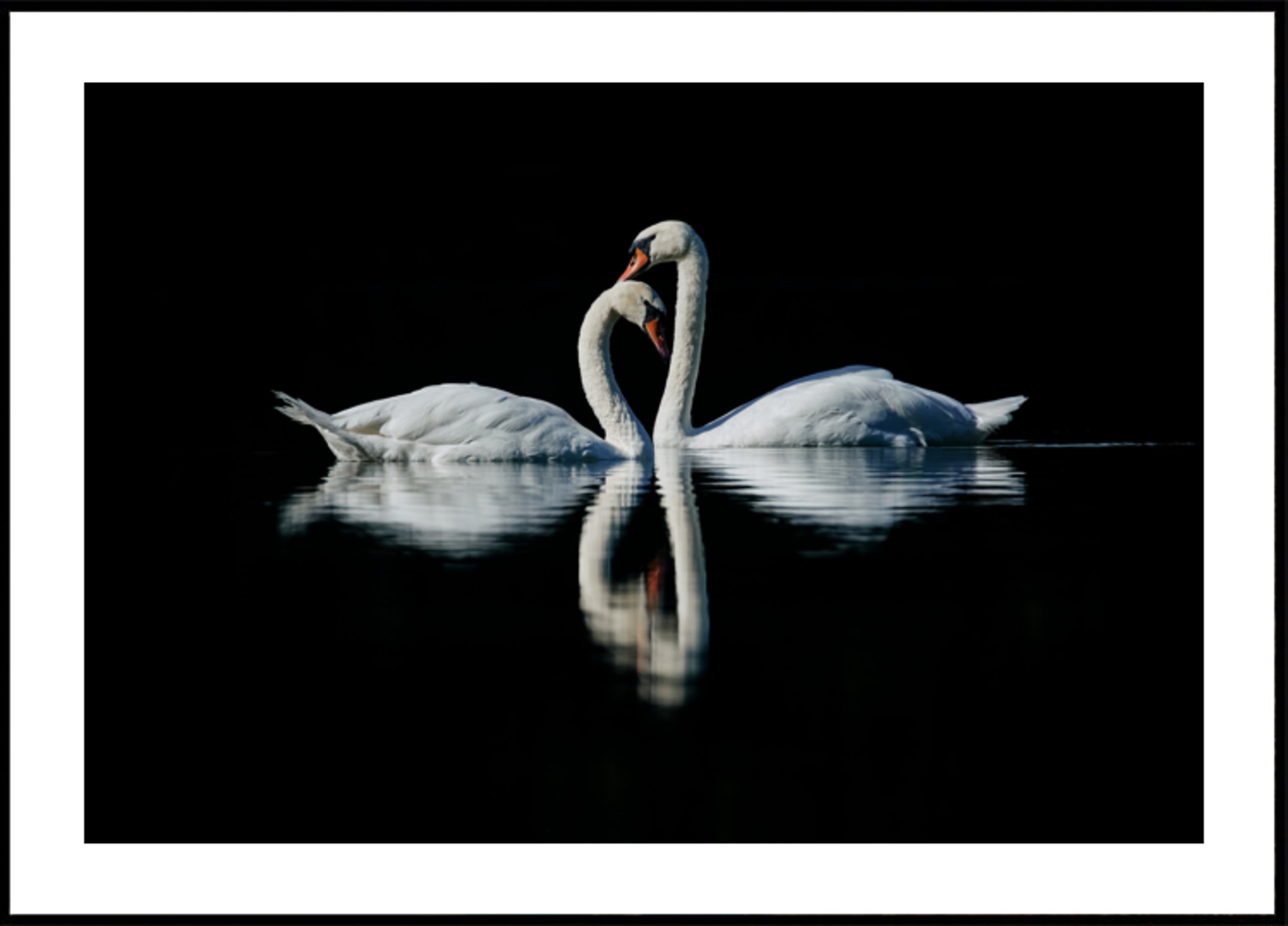 Riflessione romantica del cigno