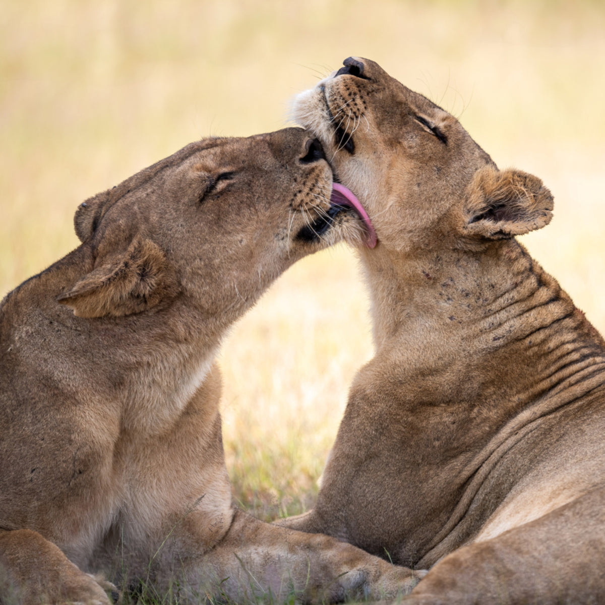 Legame del leone africano