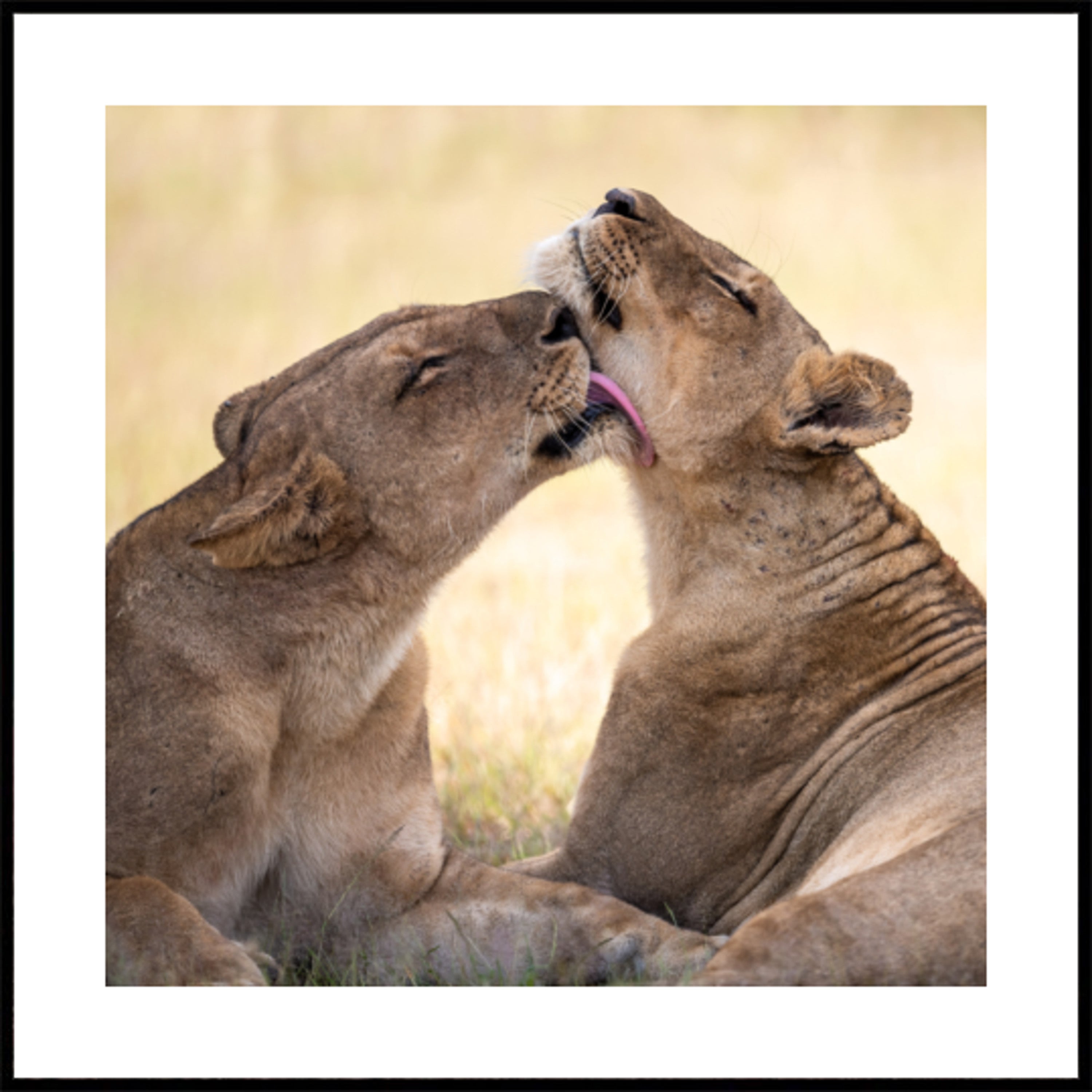 Legame del leone africano