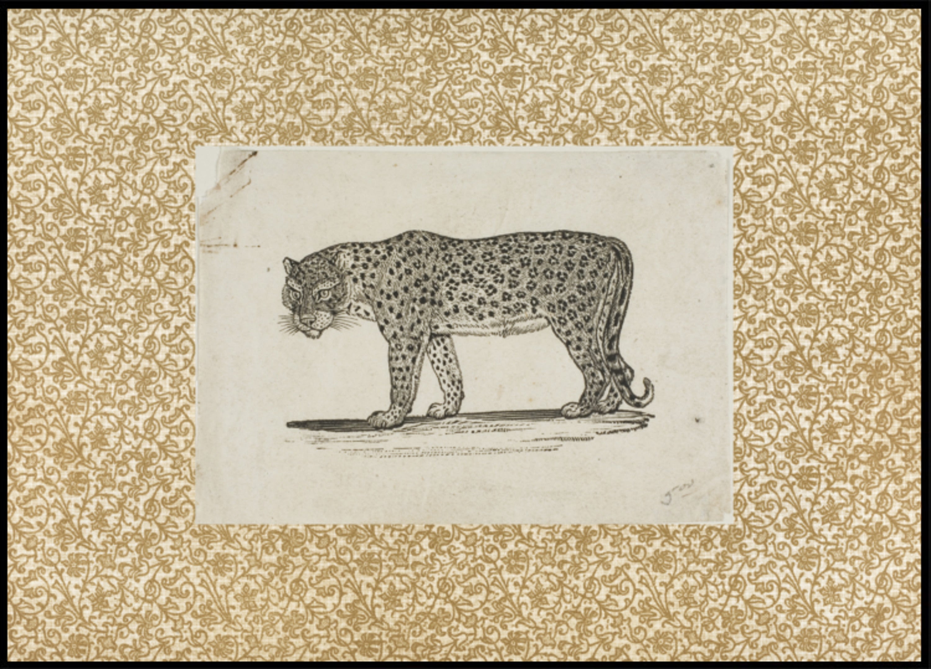 Schizzo di leopardo vintage