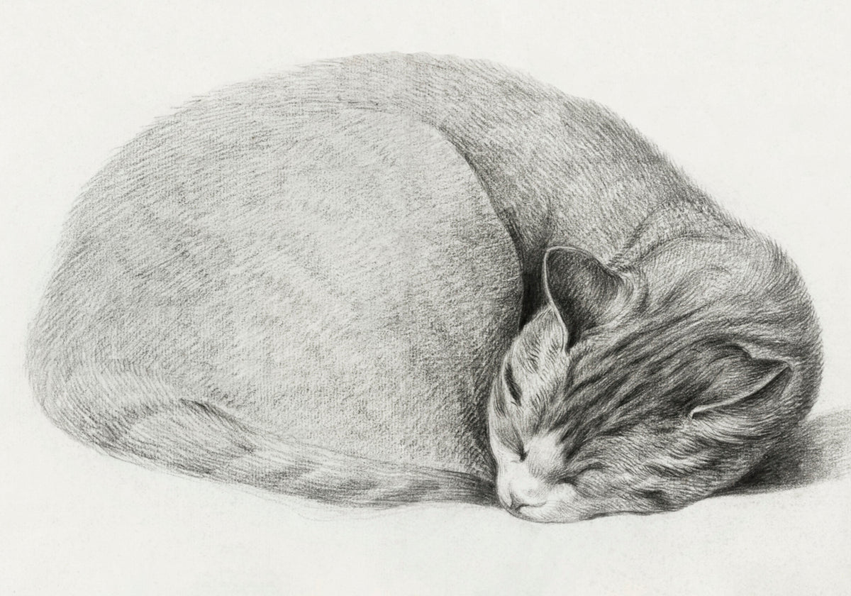 Gatto sdraiato e addormentato arrotolato di Jean Bernard (1775-1883)
