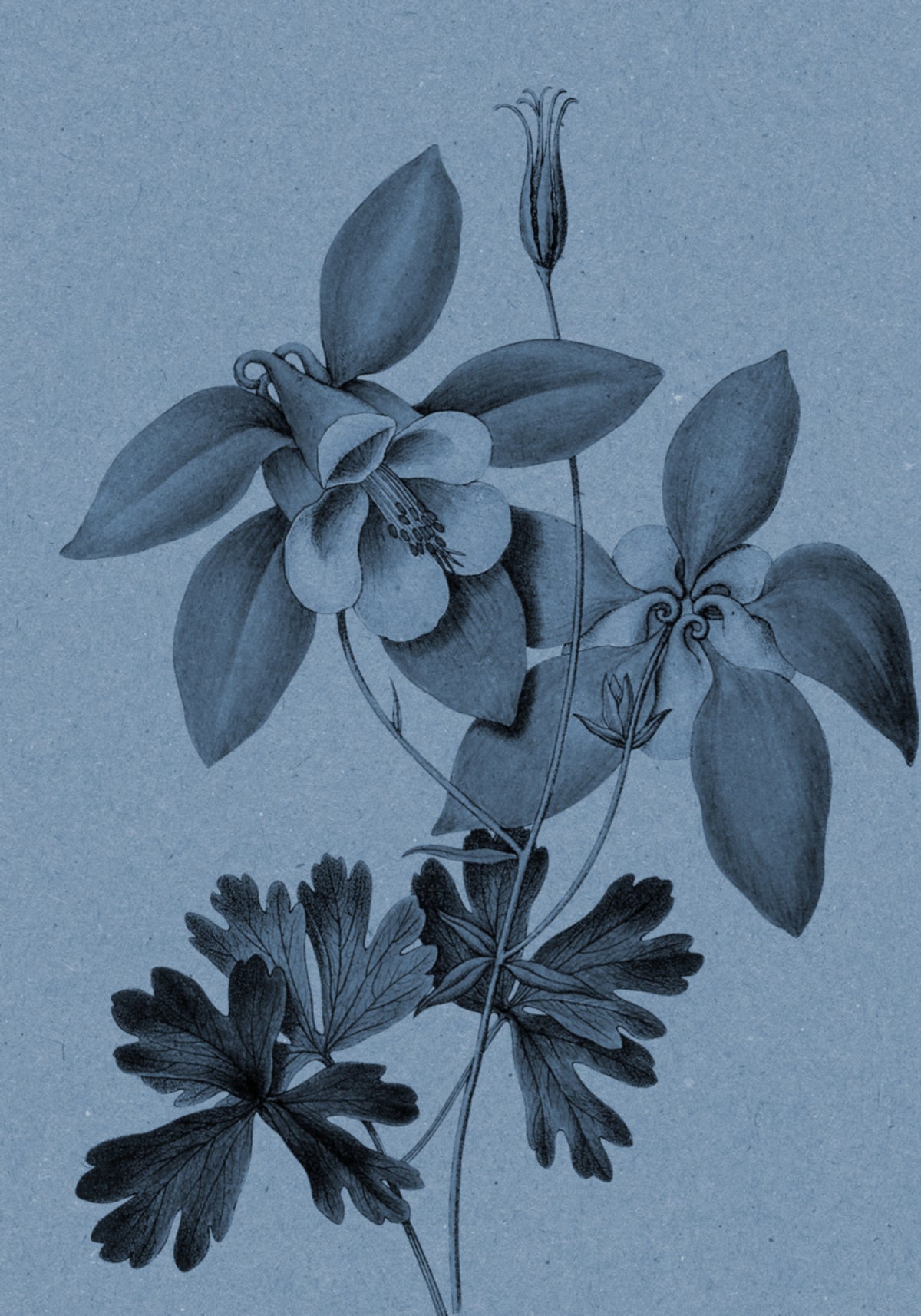Studio botanico della Colombina blu