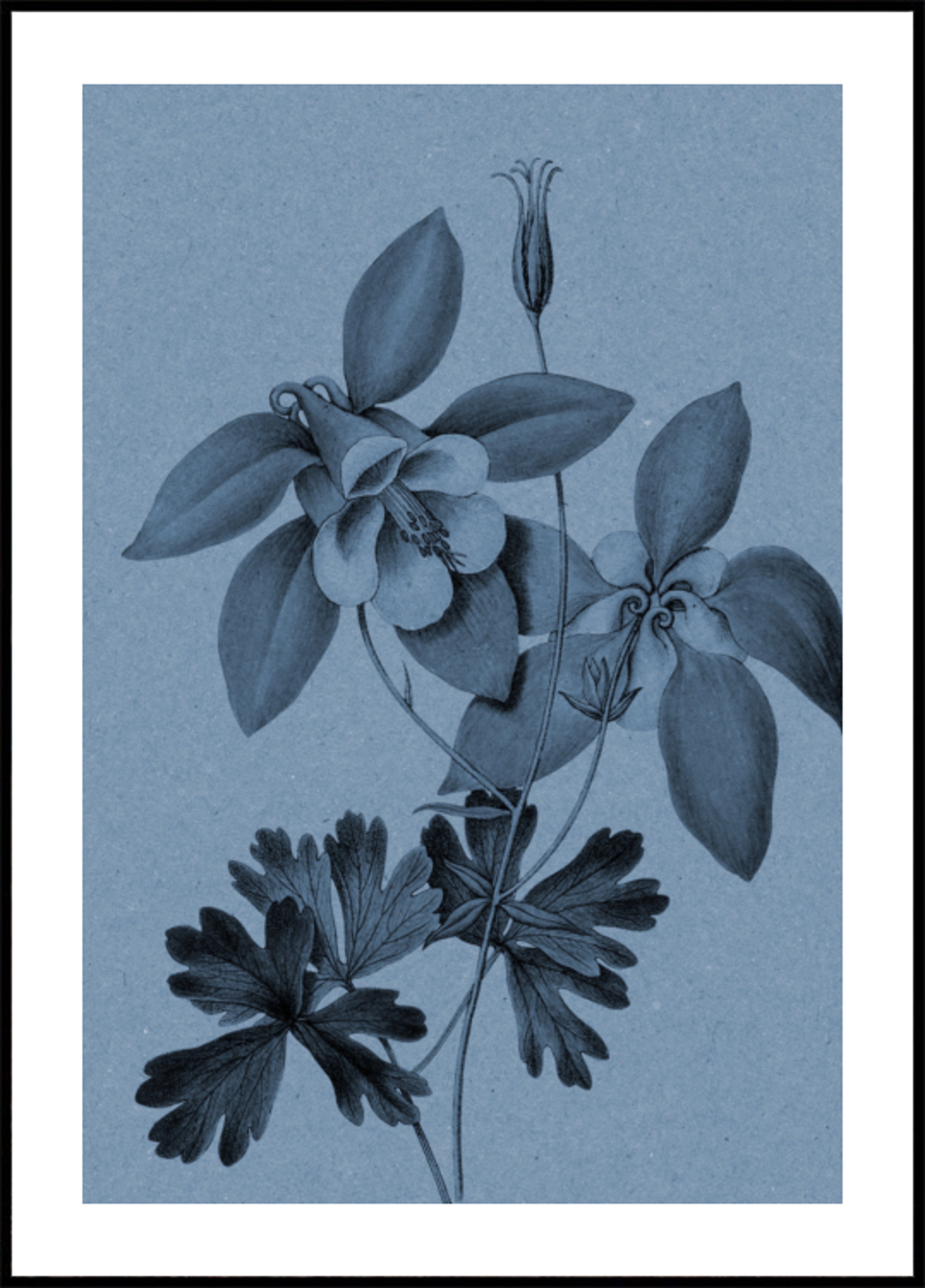 Studio botanico della Colombina blu