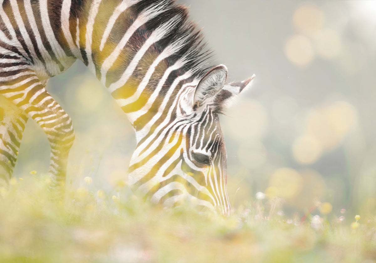 Puledro pacifico della zebra
