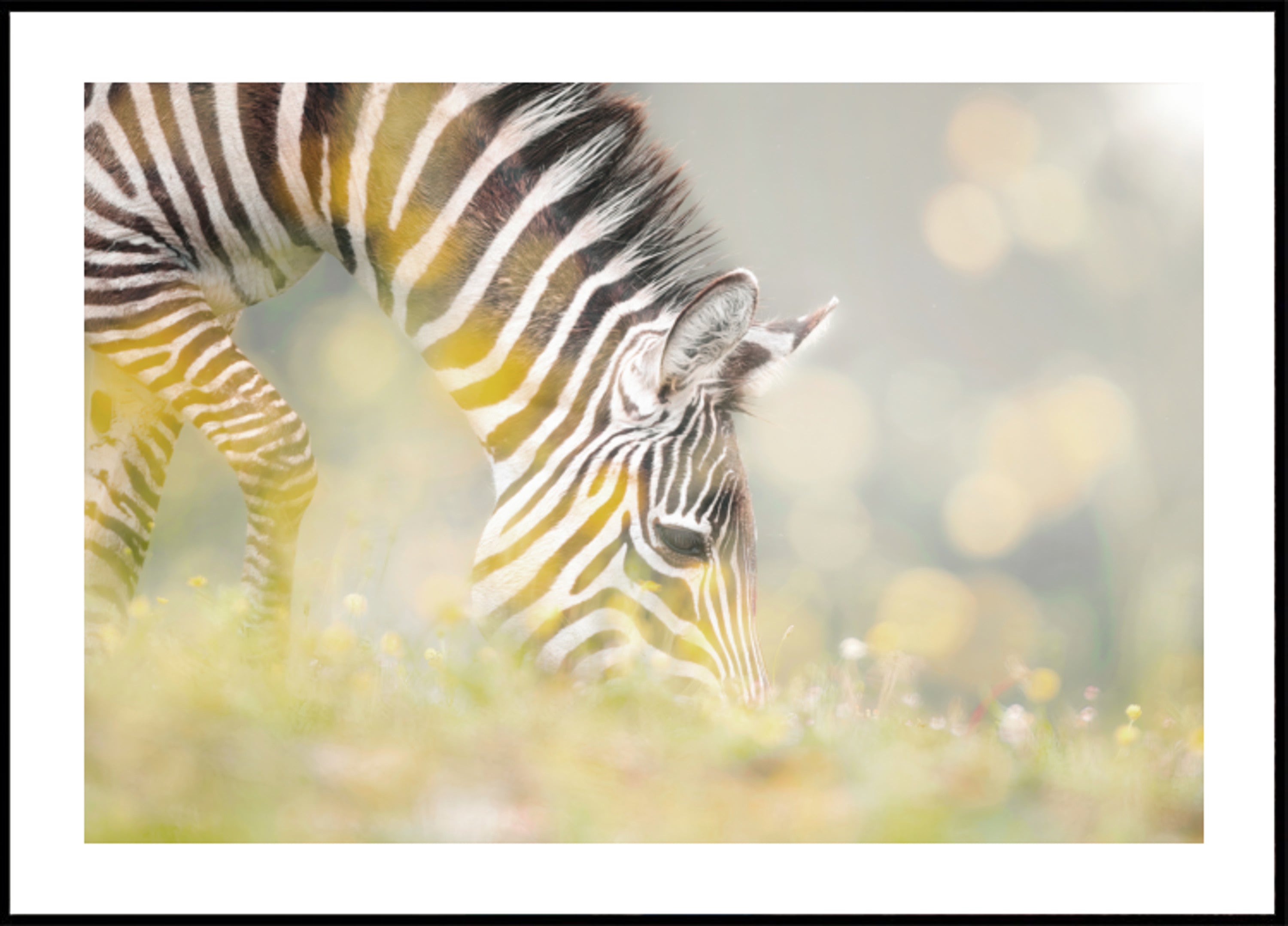 Puledro pacifico della zebra