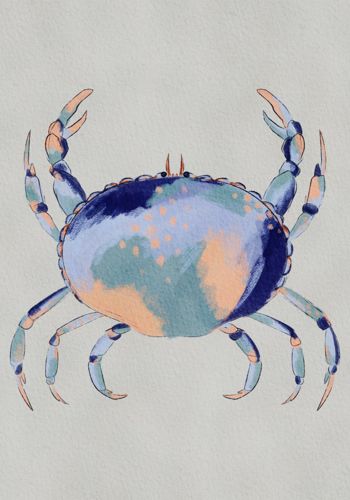 Granchio blu sereno