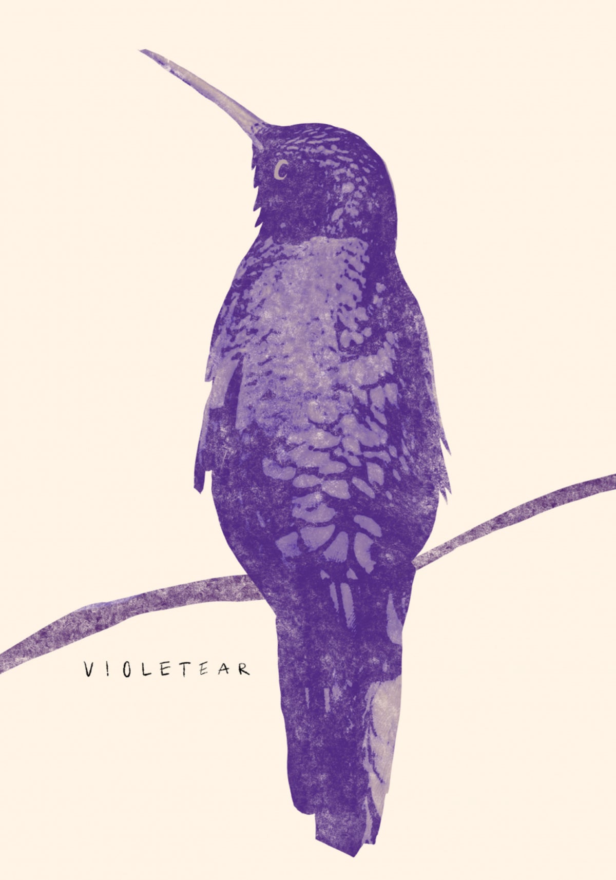 Elegante colibrì viola