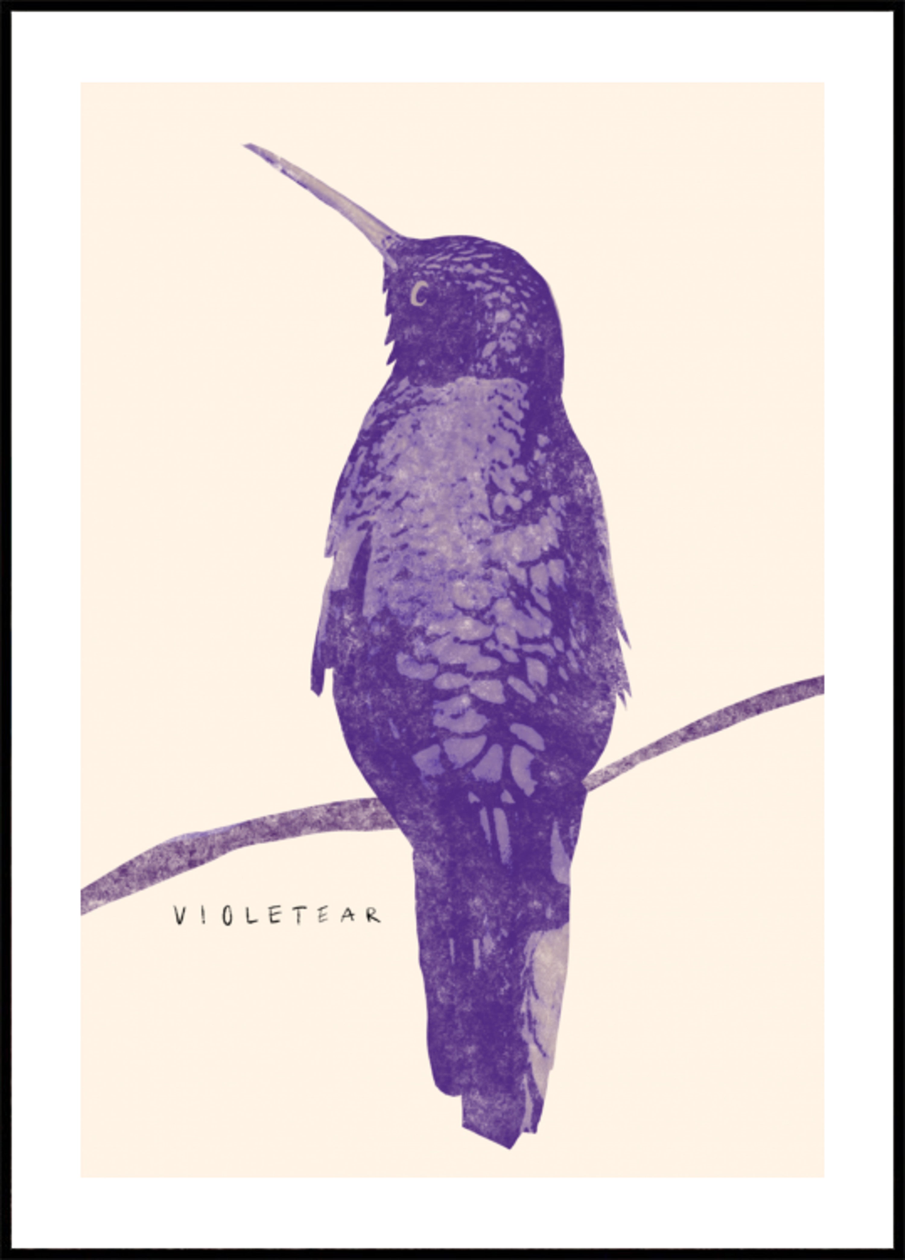 Elegante colibrì viola