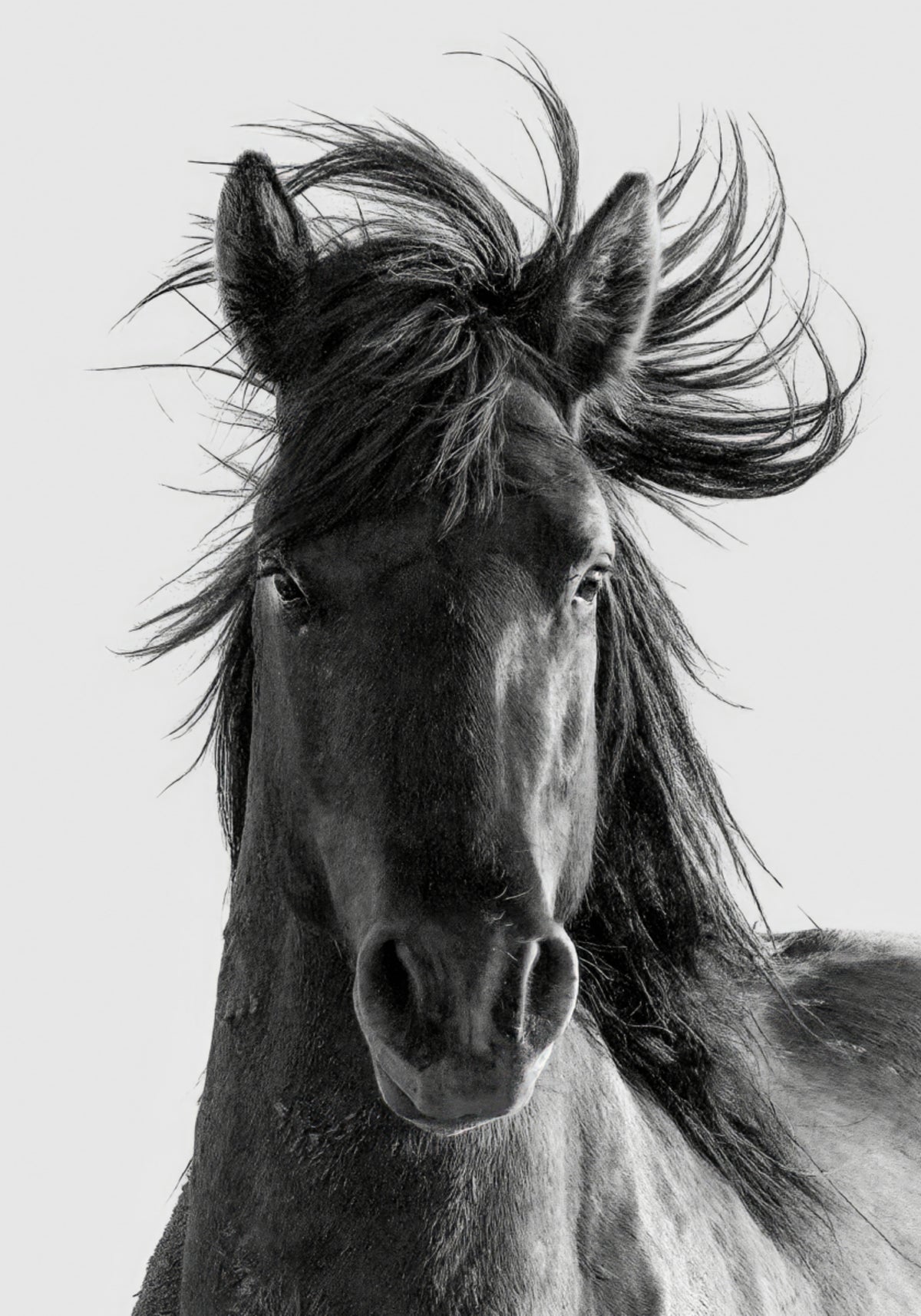 Ritratto del cavallo selvaggio