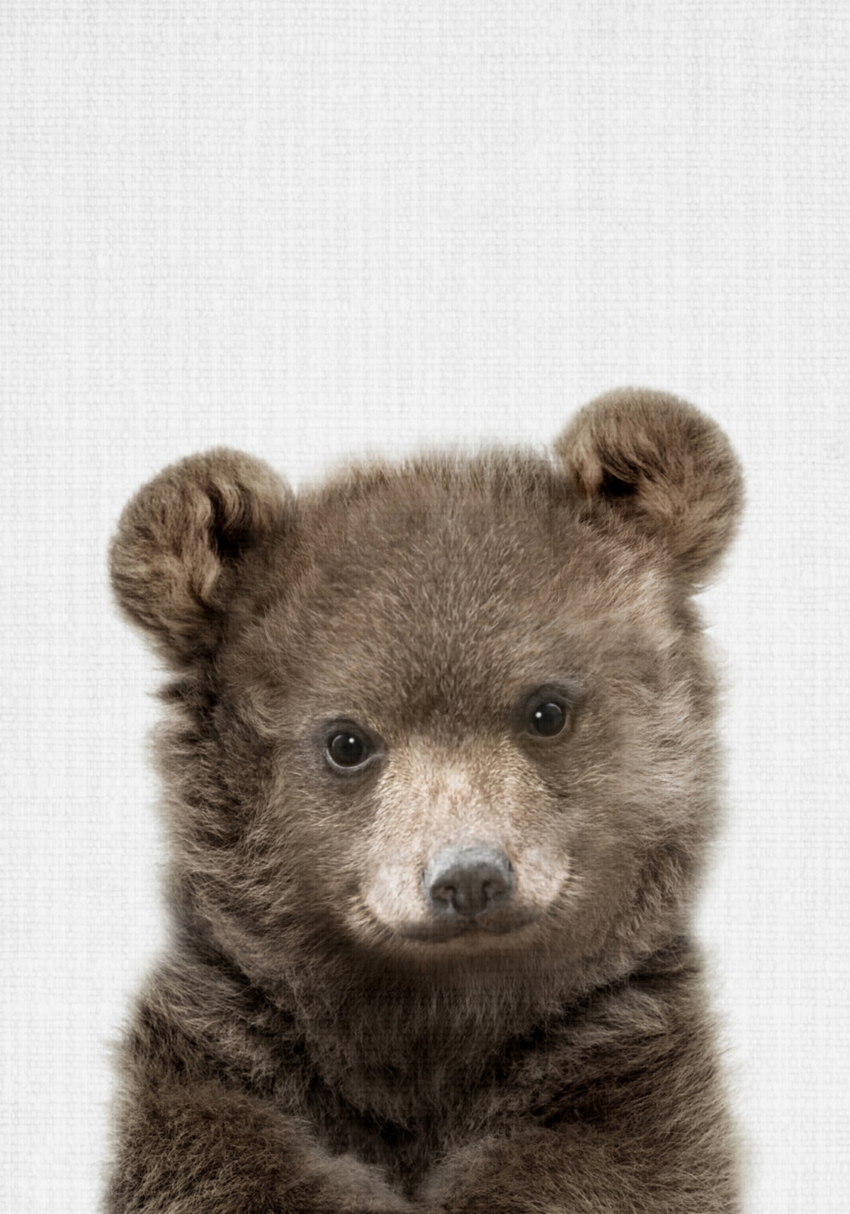 Cucciolo di orso carino