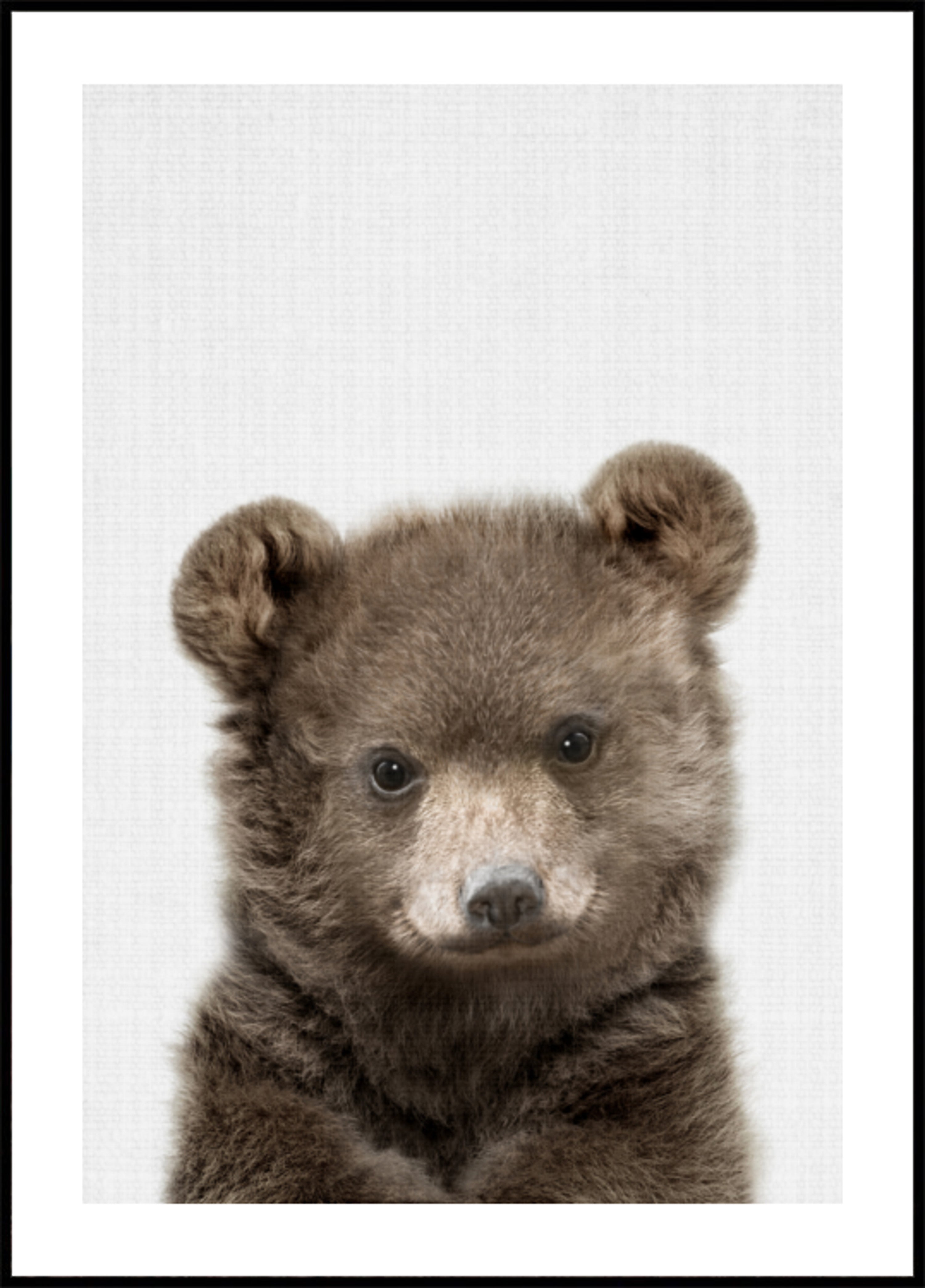 Cucciolo di orso carino