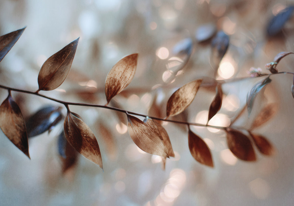 Delicate foglie Bokeh