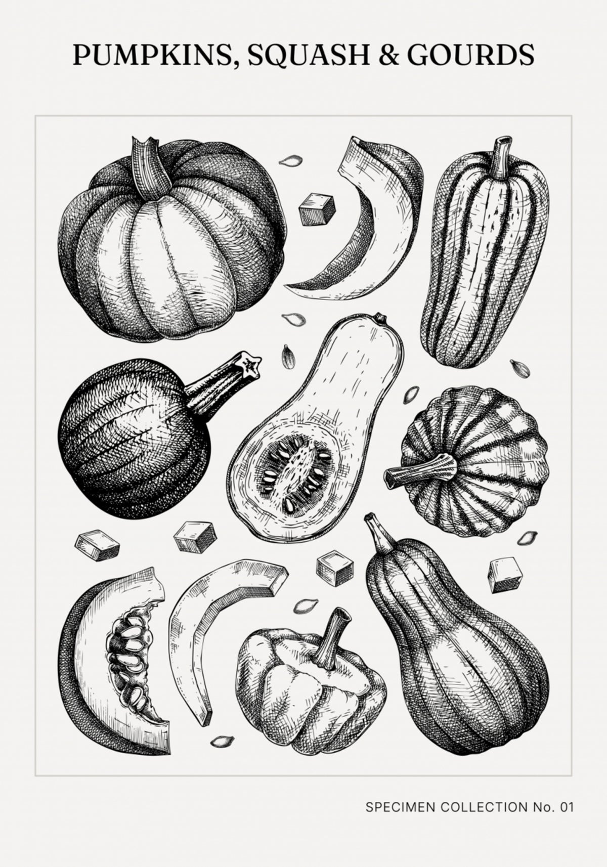 Zucche botaniche d'epoca