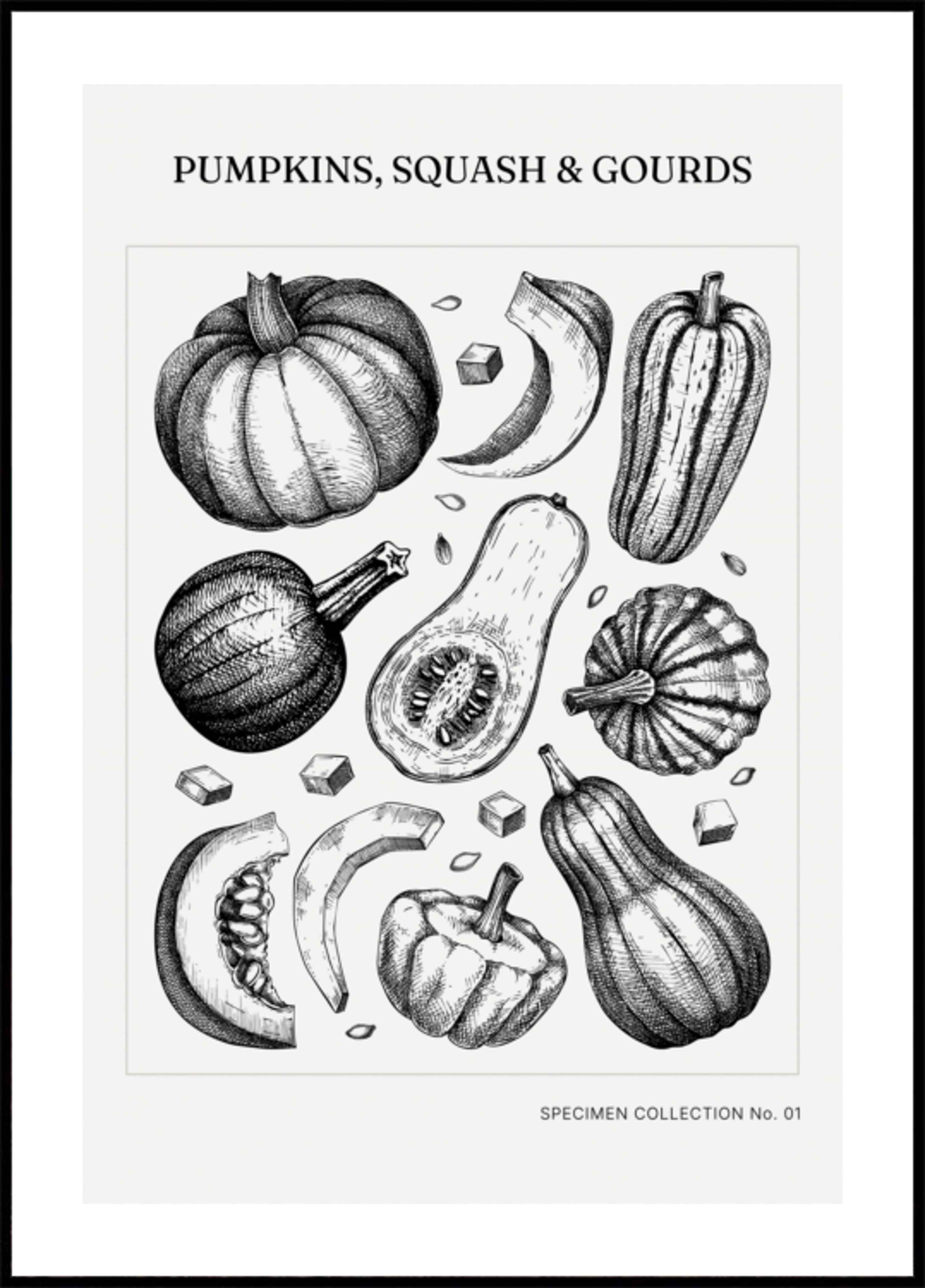 Zucche botaniche d'epoca