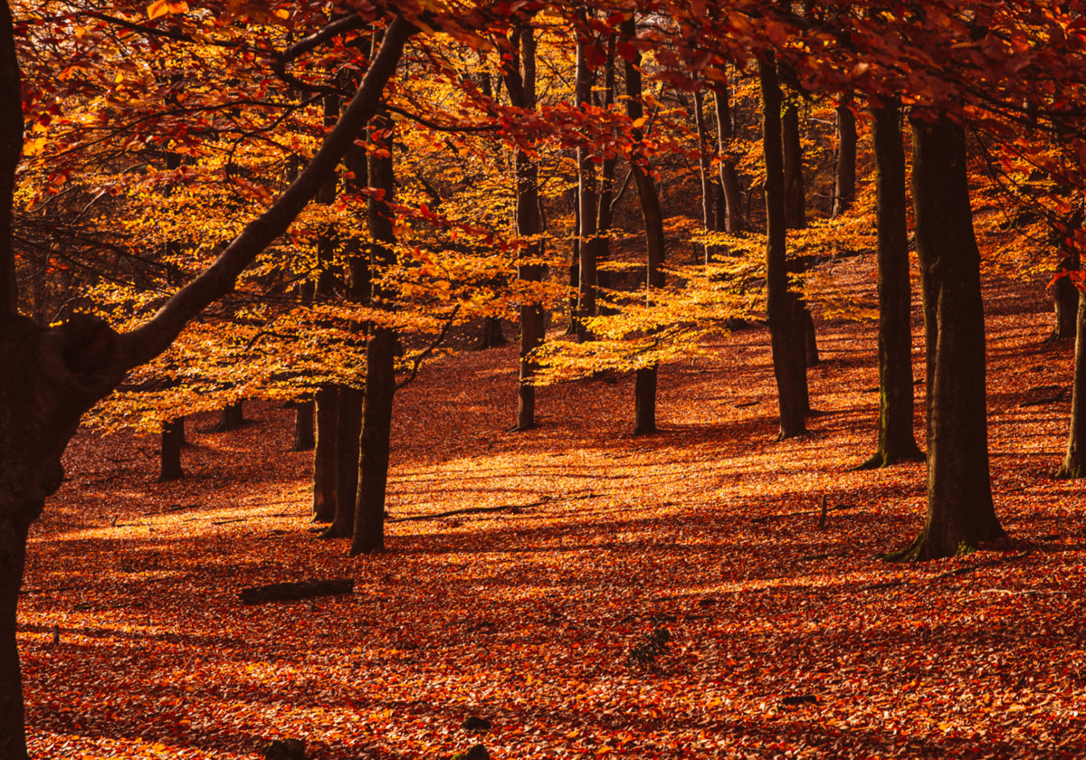 Foresta d'autunno dorata