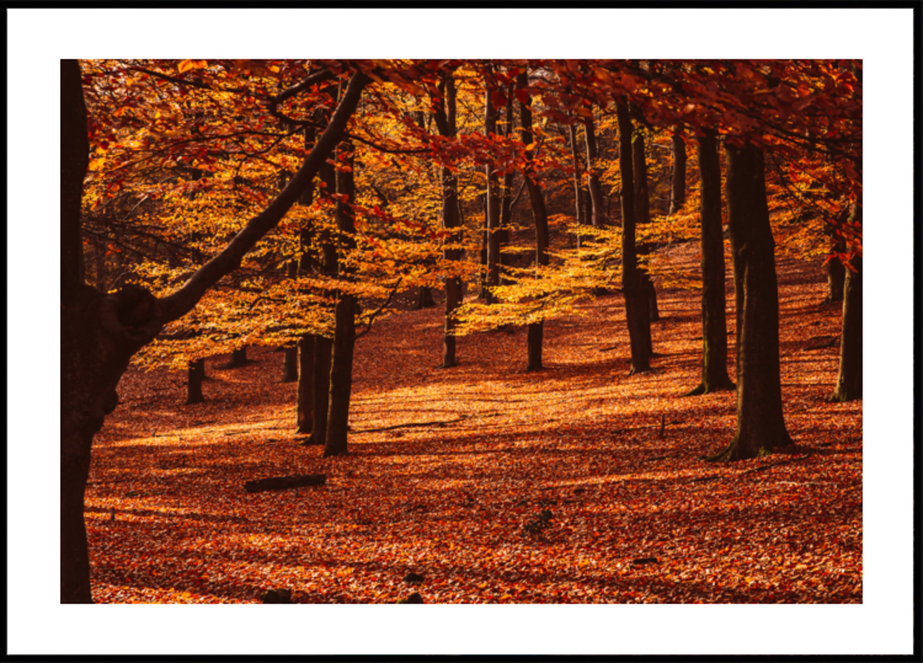Foresta d'autunno dorata