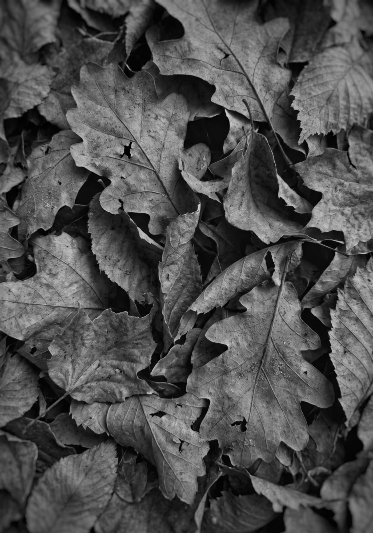 Fogliame autunnale monocromatico