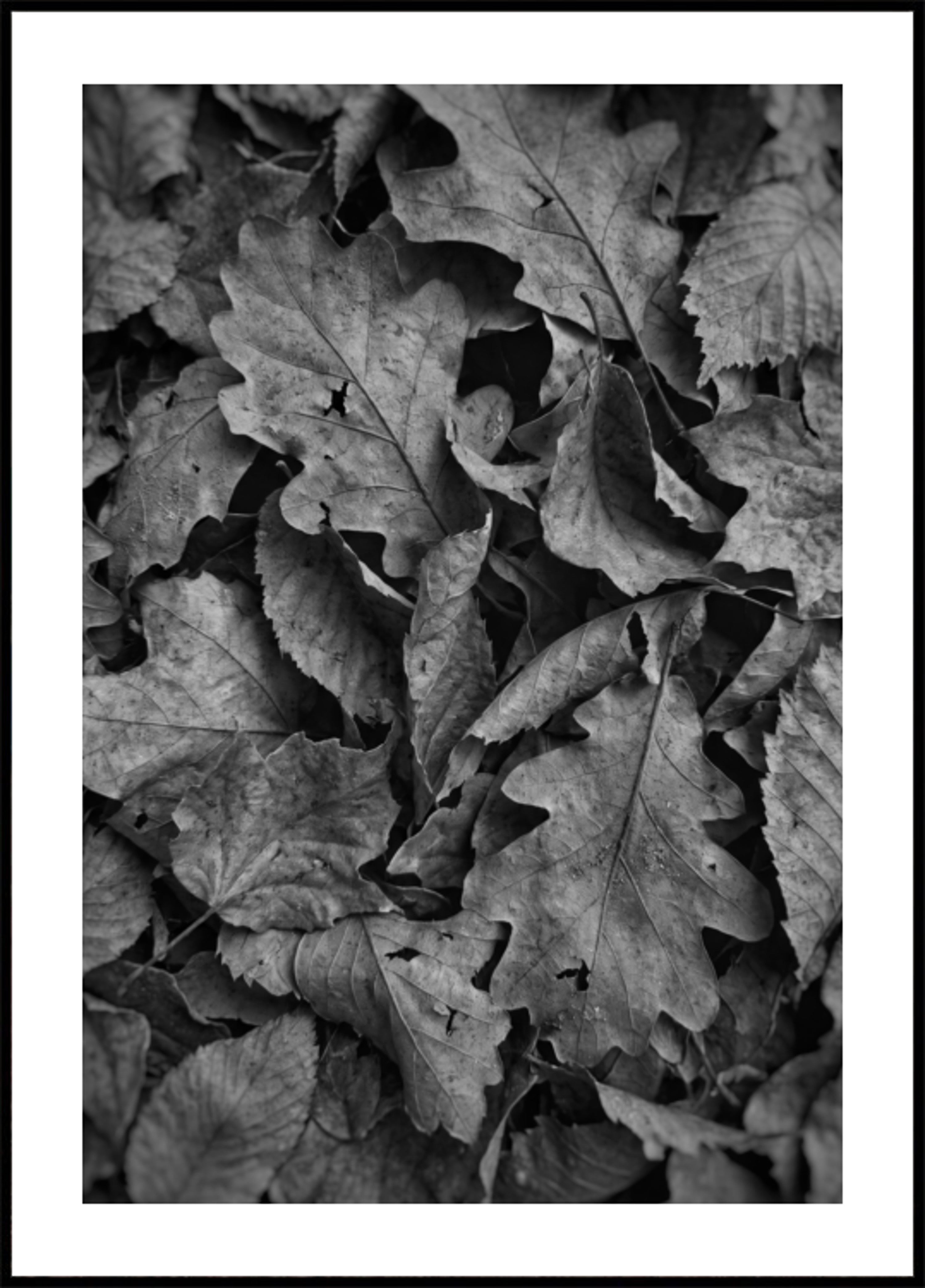 Fogliame autunnale monocromatico