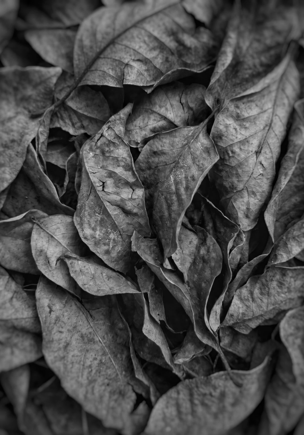 Texture foglia monocromatica