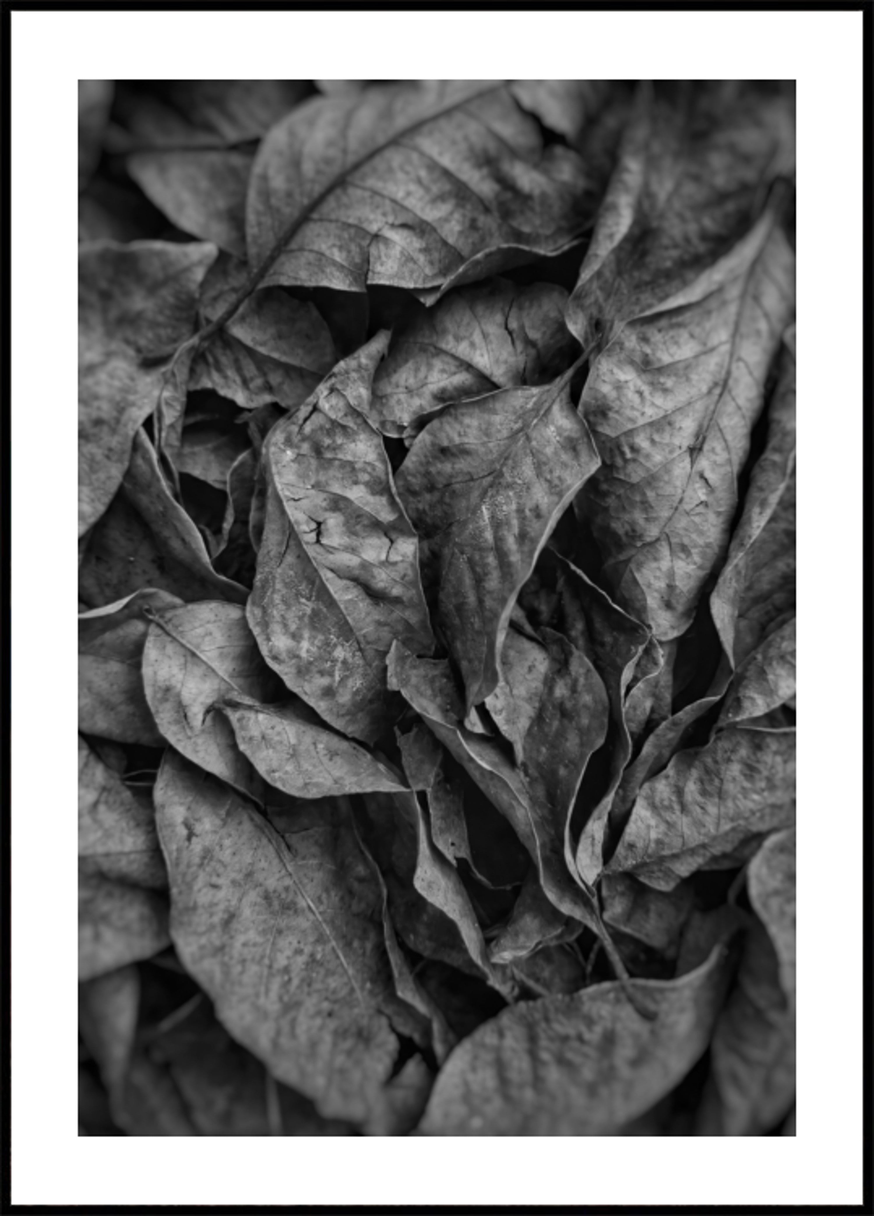 Texture foglia monocromatica