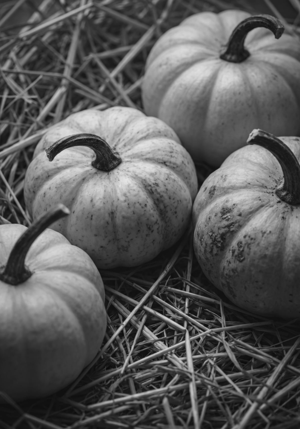 Zucche del raccolto autunnale