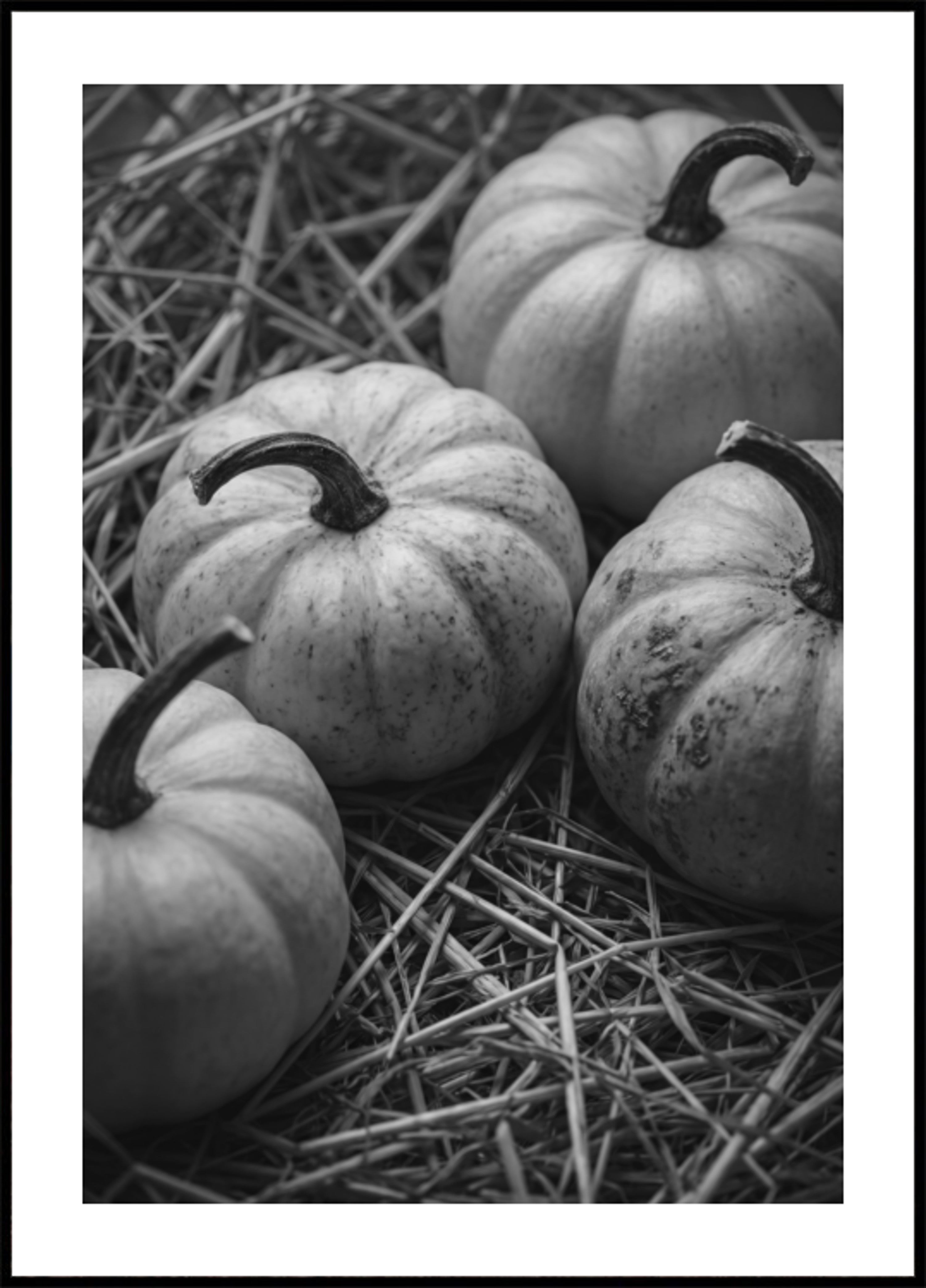 Zucche del raccolto autunnale