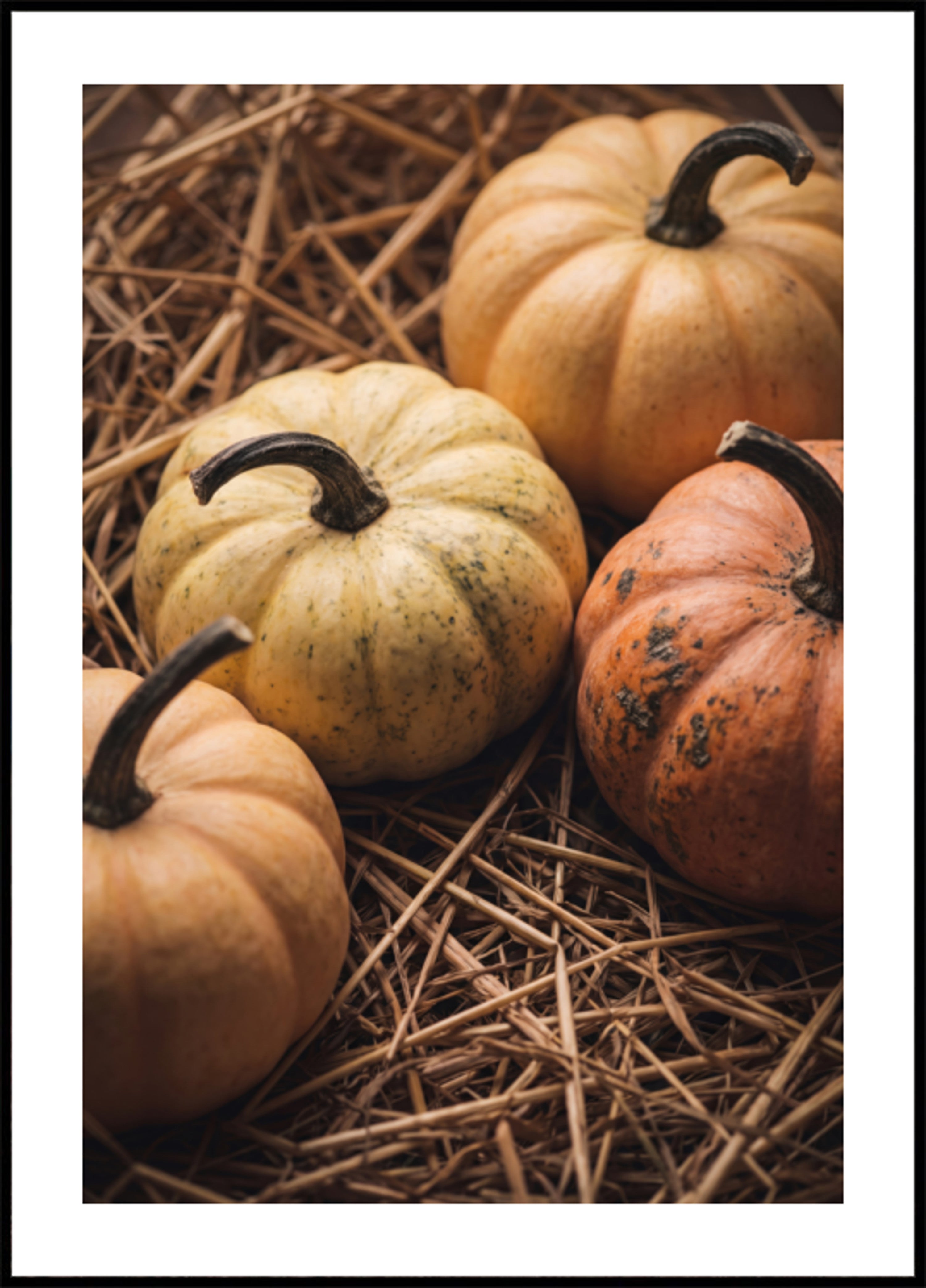 Zucche del raccolto autunnale