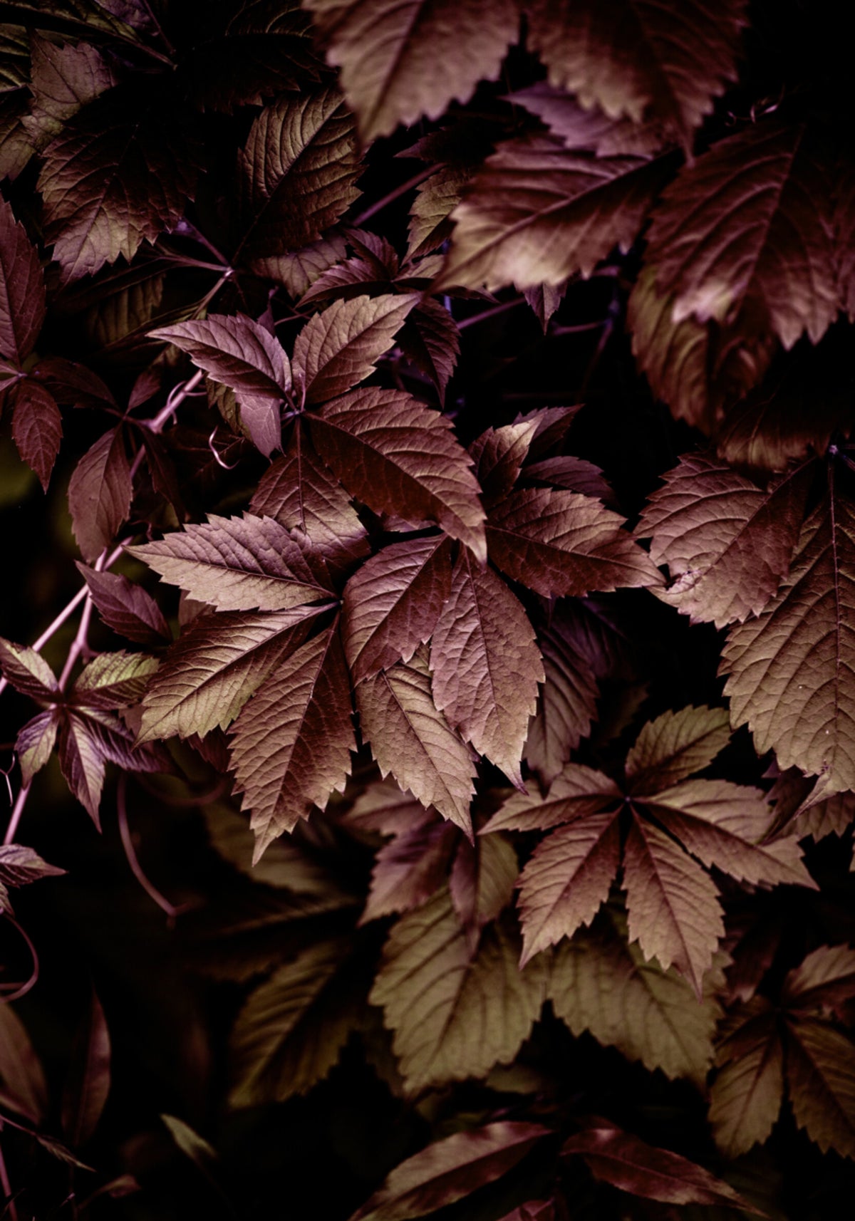 Foglie d'autunno 13