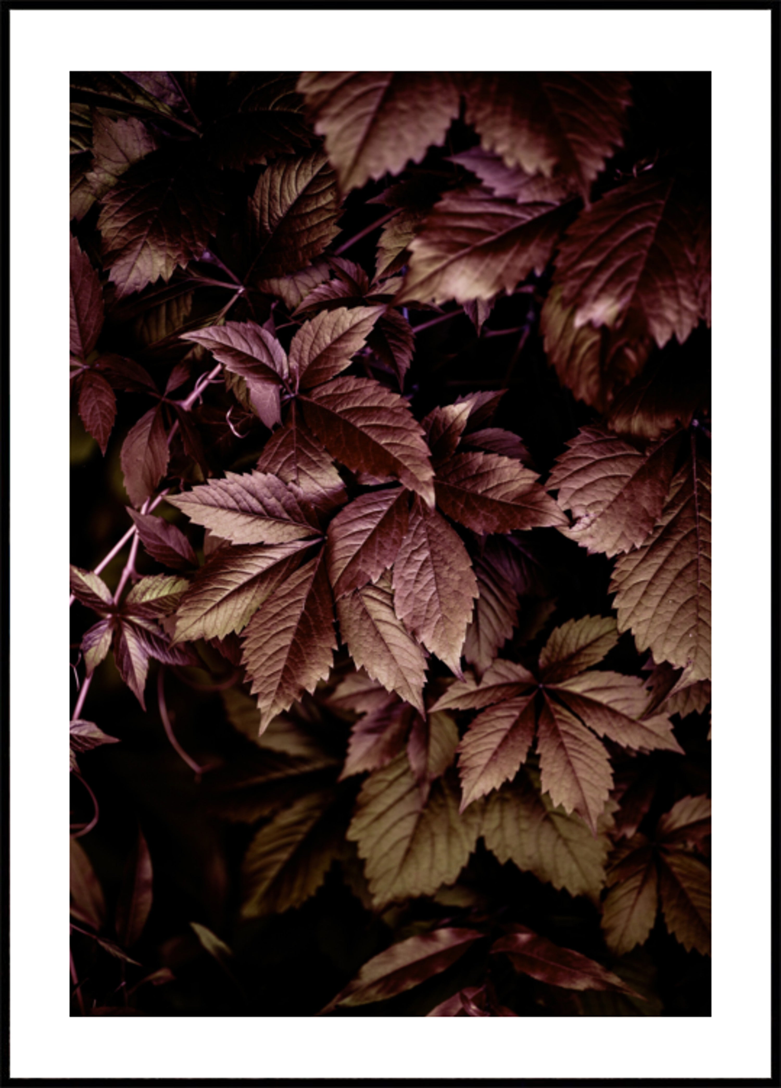 Foglie d'autunno 13