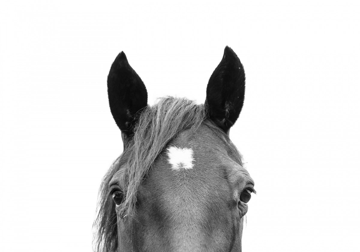 Sbirciare il cavallo