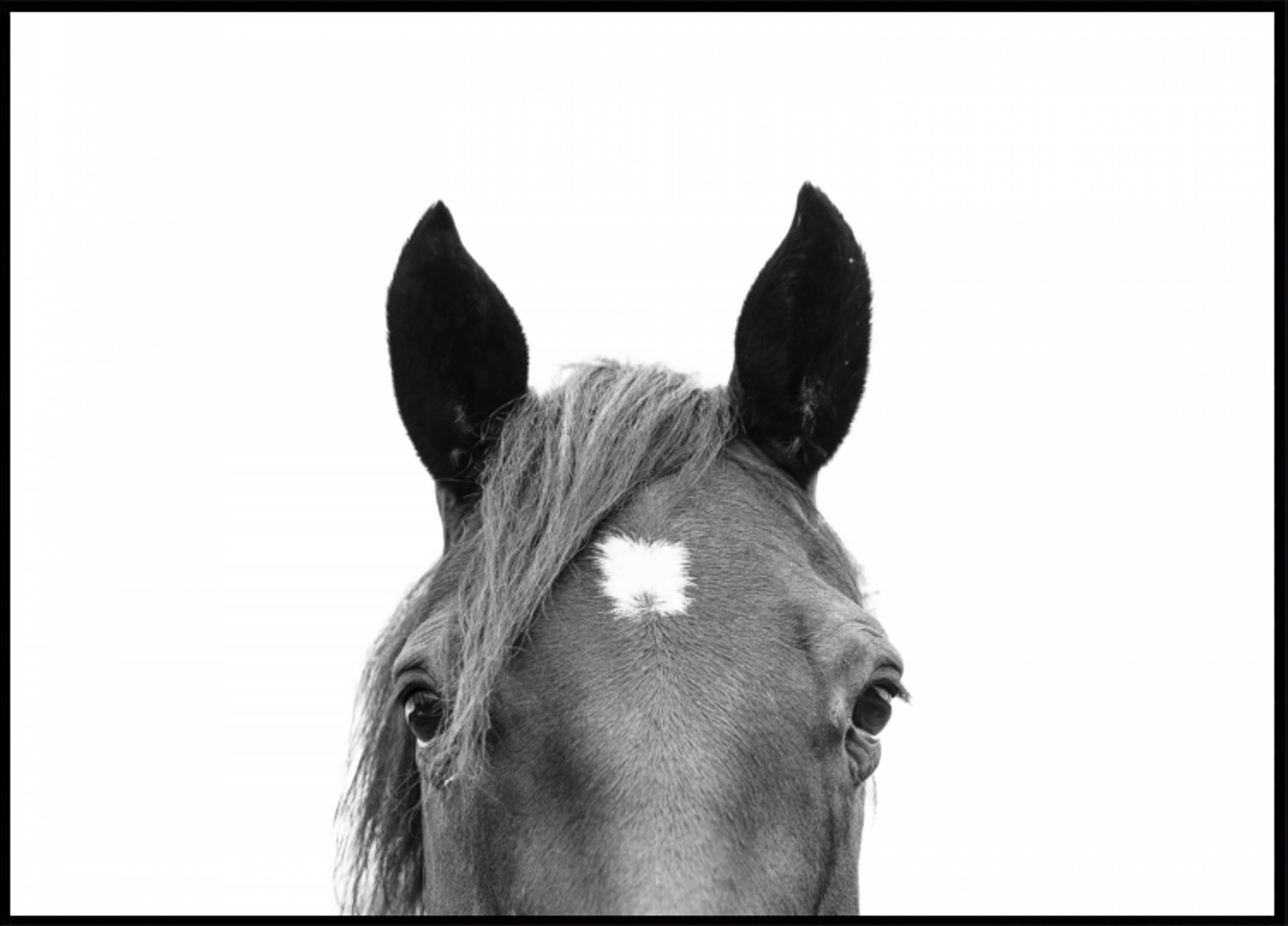 Sbirciare il cavallo