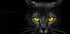 Black Cat Plakat - Posterbox