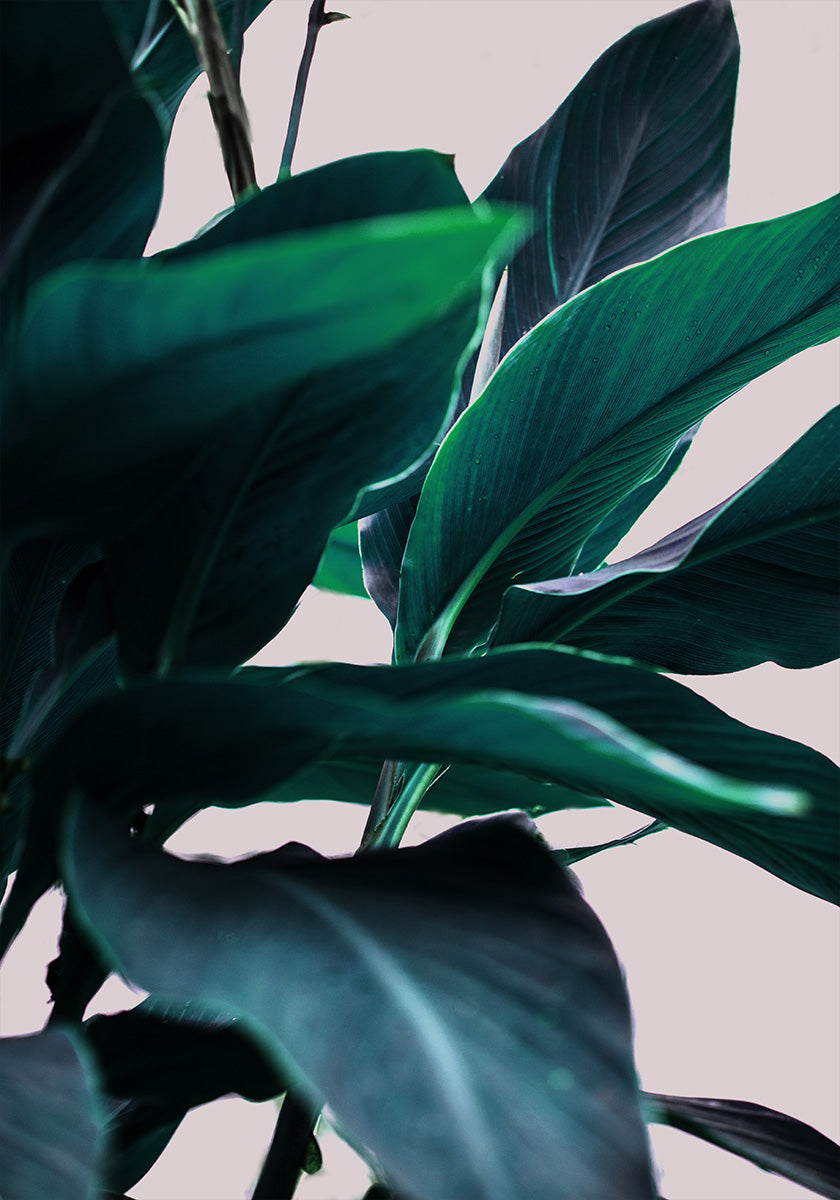 Elegance Of Tropical Leaves (NEW) - Posterbox