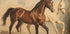 Duo Horses Galloping (NEW) - Posterbox