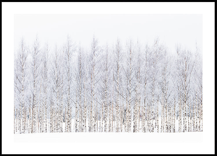Winter birches Plakat - Posterbox