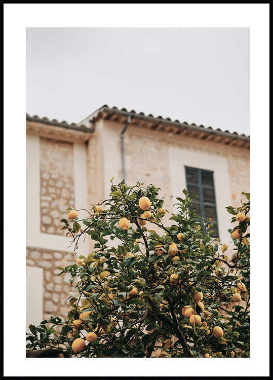 Lemons Plakat - Posterbox.dk