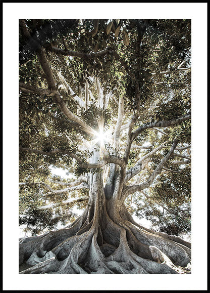 Poster Albero con grandi radici 