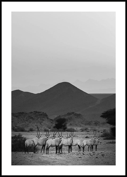 Poster di Oryx arabo Walk The Sands 