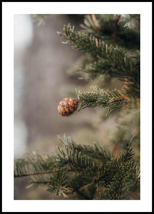 Pine Cones Plakat - Posterbox.dk