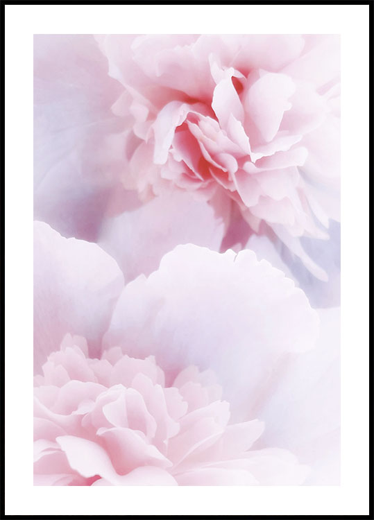 Pink Peonies Plakat - Posterbox.dk