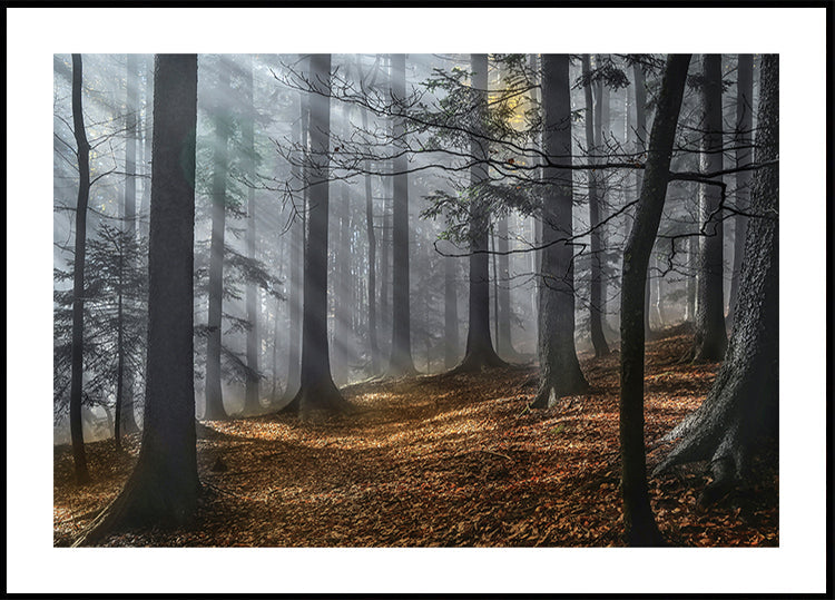 Enchanted forest (NEW) - Posterbox