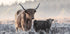 Highlander and Calf Plakat - Posterbox