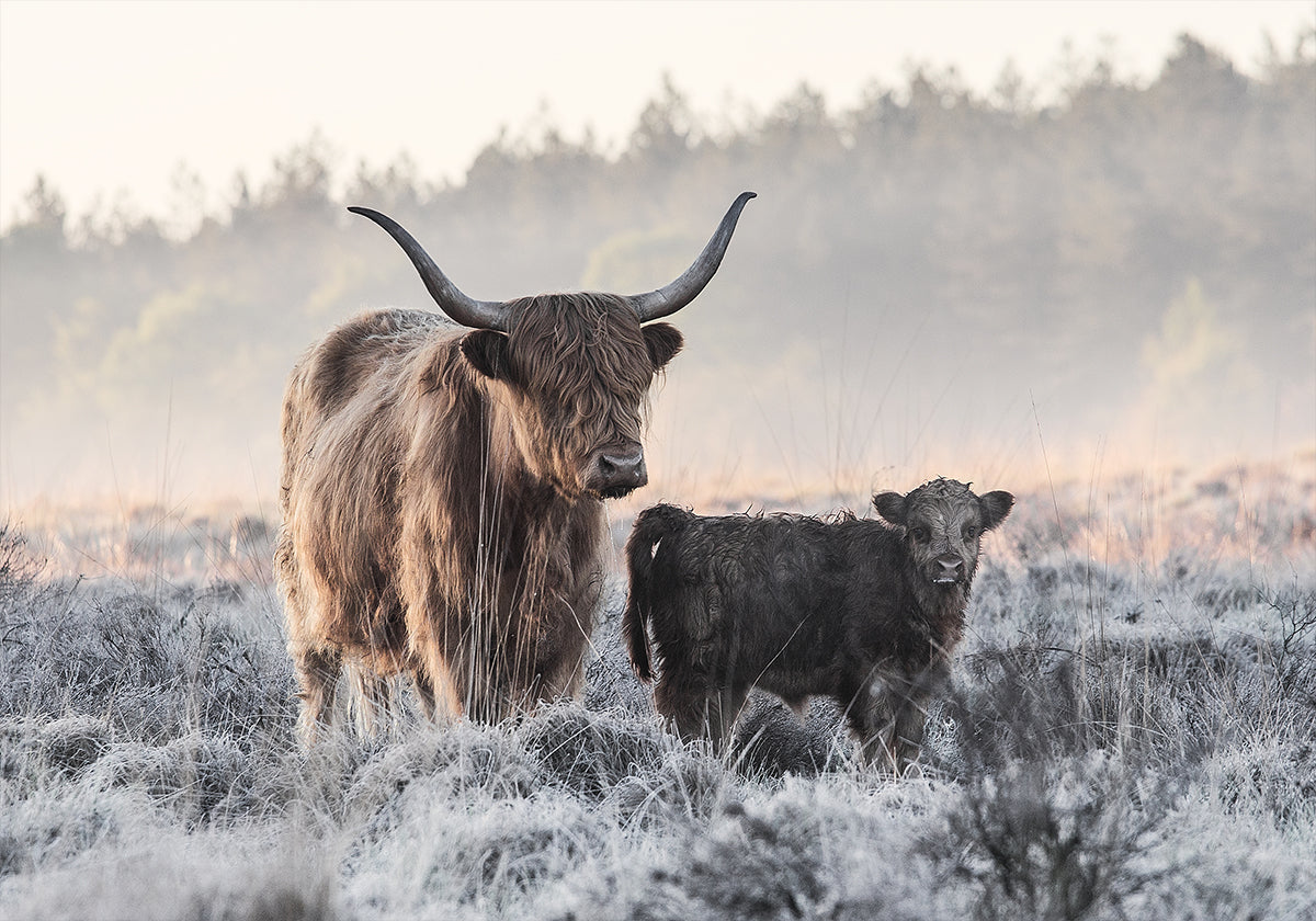 Highlander and Calf Plakat - Posterbox