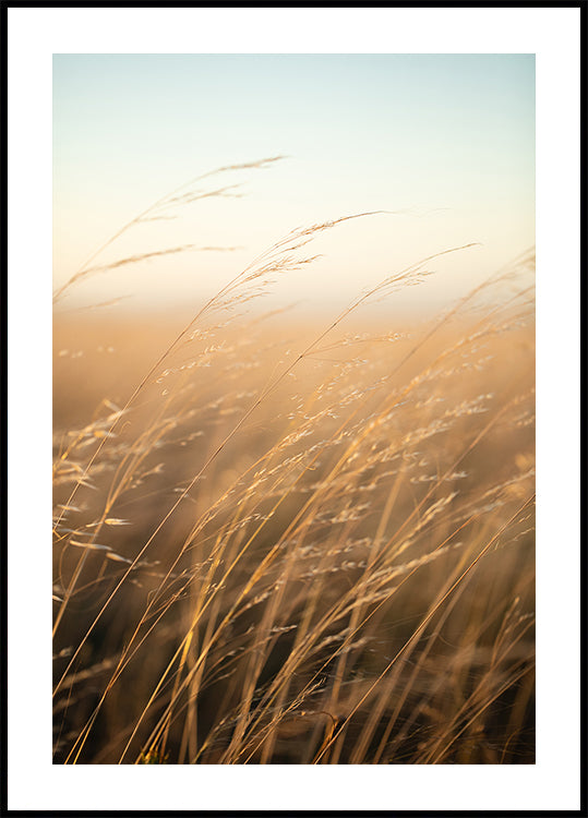 Golden Prairie Grass (NEW) - Posterbox