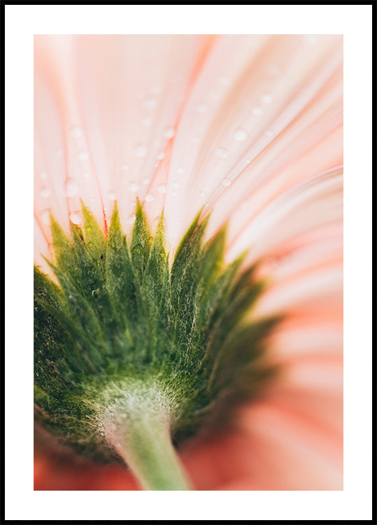 Una vista ravvicinata di un delicato petalo di fiore rosa, sulla cui superficie brillano gocce d'acqua, creando un effetto morbido ed etereo.