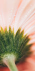 Una vista ravvicinata di un delicato petalo di fiore rosa, con gocce d'acqua che scintillano sulla sua superficie.