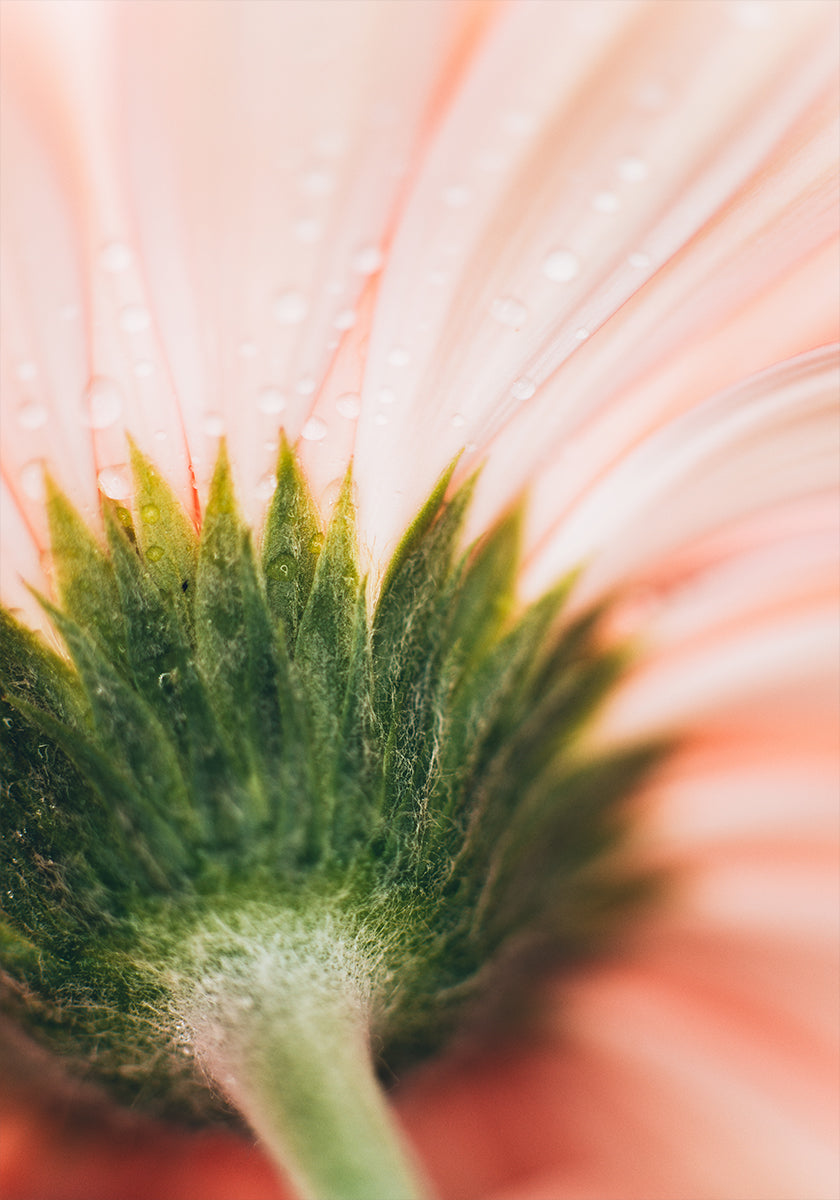 Una vista ravvicinata di un delicato petalo di fiore rosa, con gocce d'acqua che scintillano sulla sua superficie.